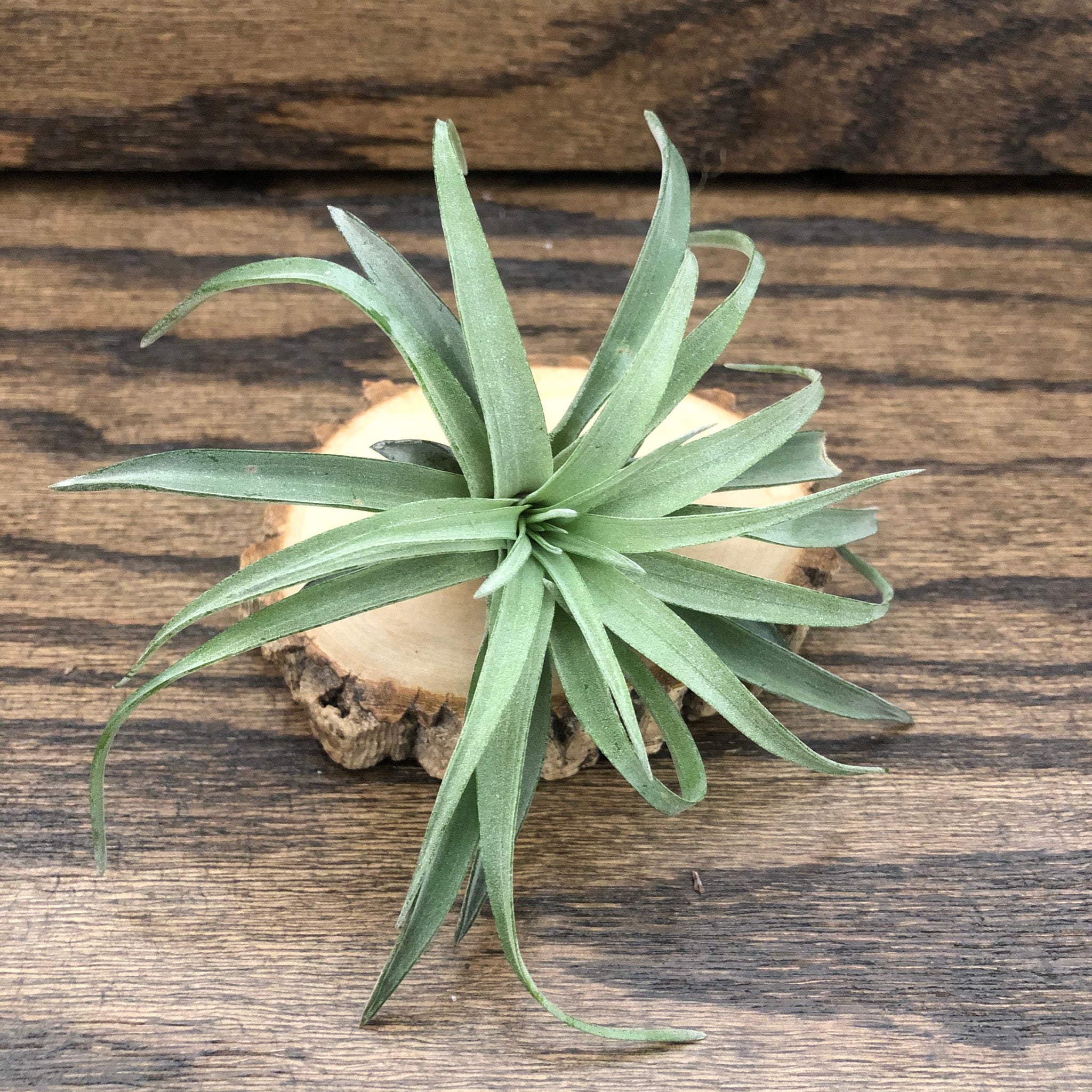 air plant velutina Airplant (Tillandsia Velutina) – ReCircle Home